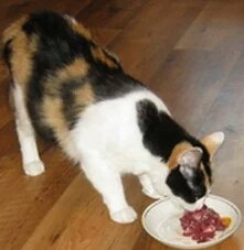 Как приготовить здоровую домашнюю еду для кошки?